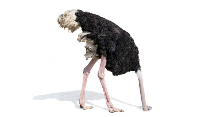 ostrich-hiding-ignoring
